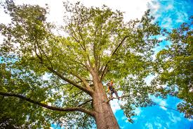 Best Tree Mulching  in Berkeley, IL